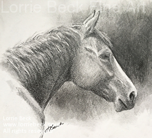 Horse drawing Pencil Drawings buy original art